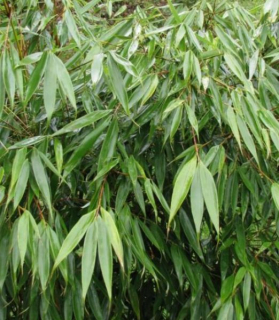 Fargesia robusta 'Formidable Wenchuan'